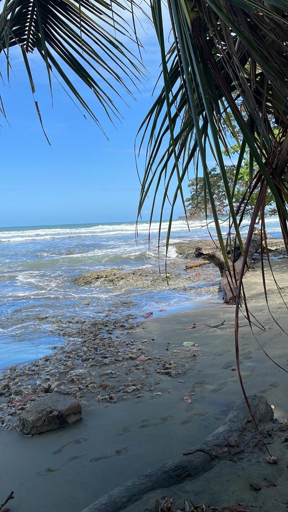 Papaya Wildlife Holiday home Cahuita