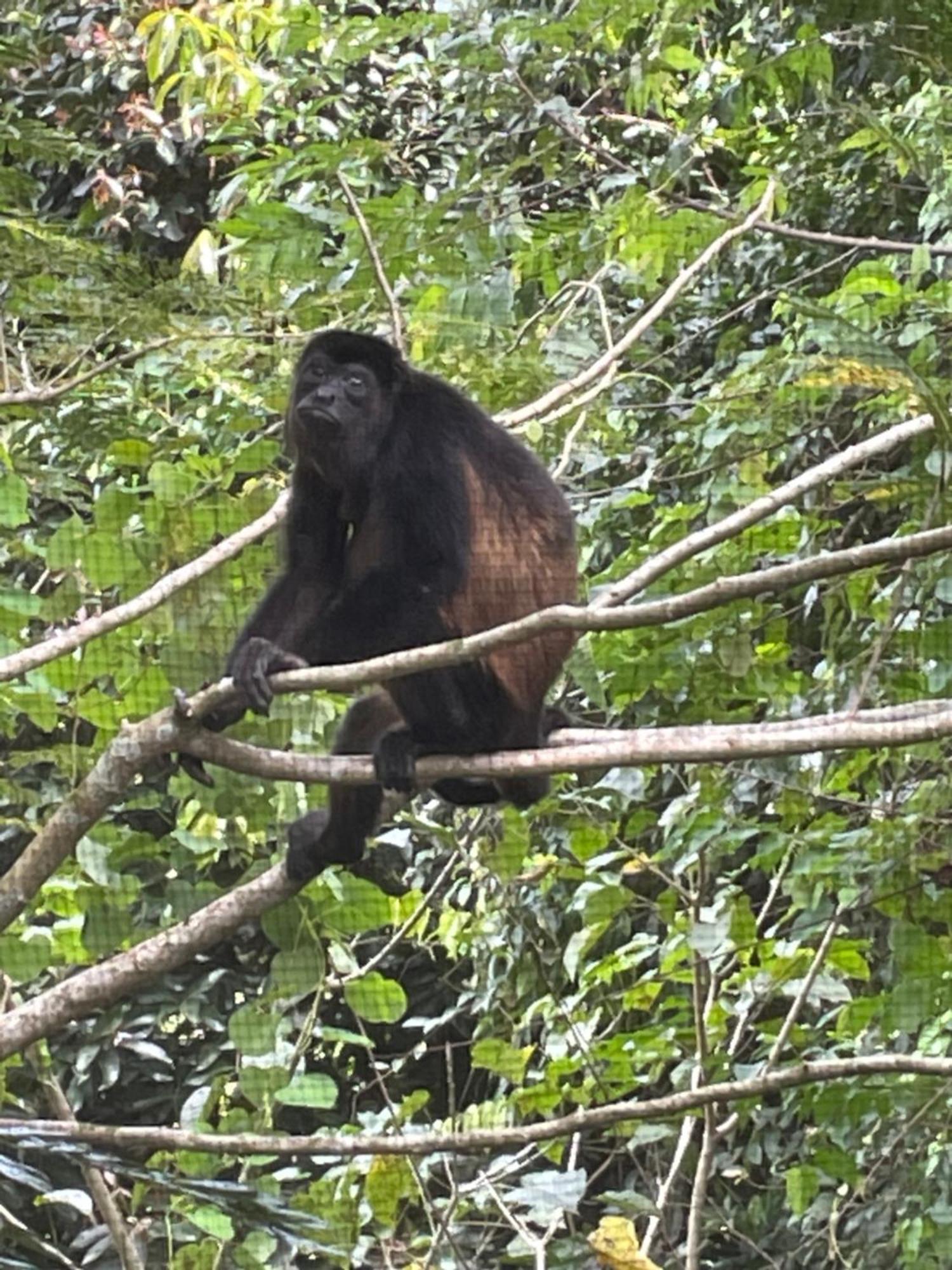 Papaya Wildlife * Cahuita