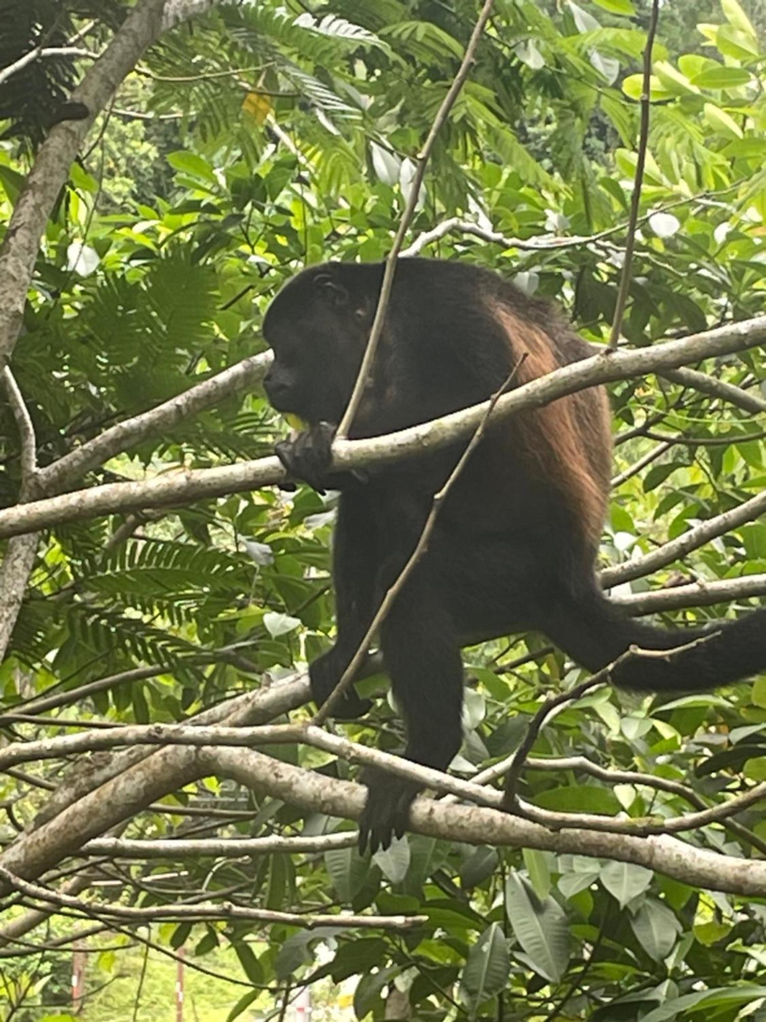 Papaya Wildlife
