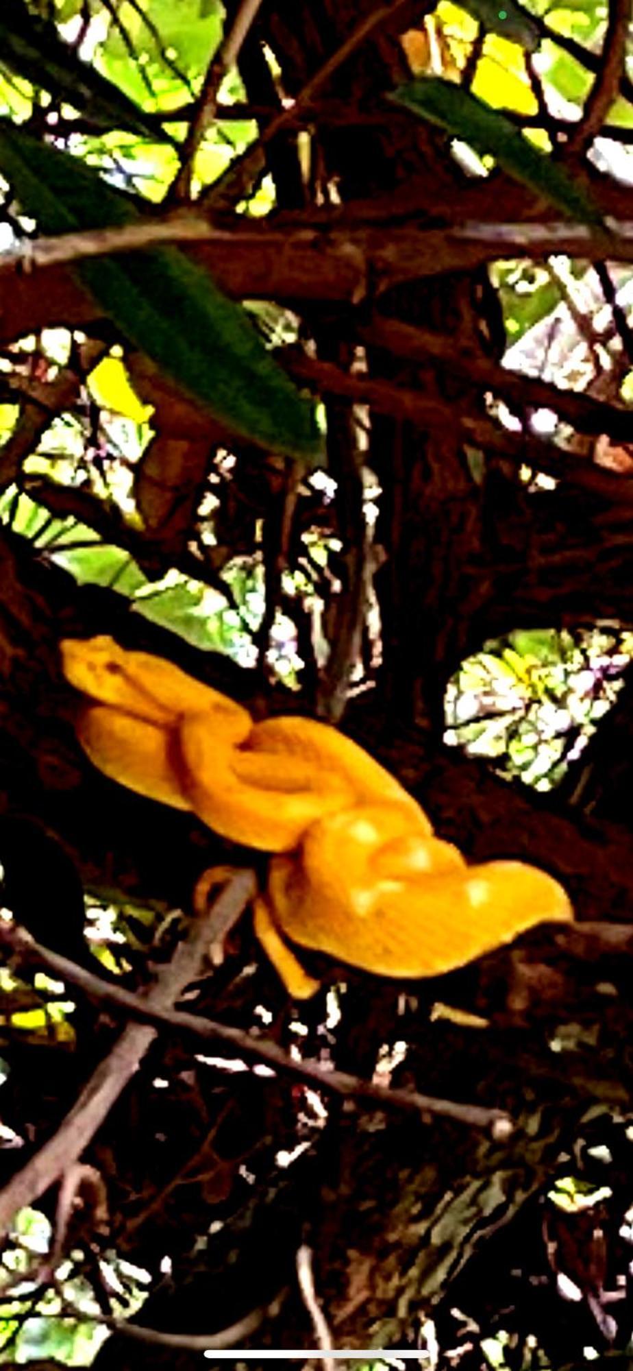 Papaya Wildlife Holiday home *
