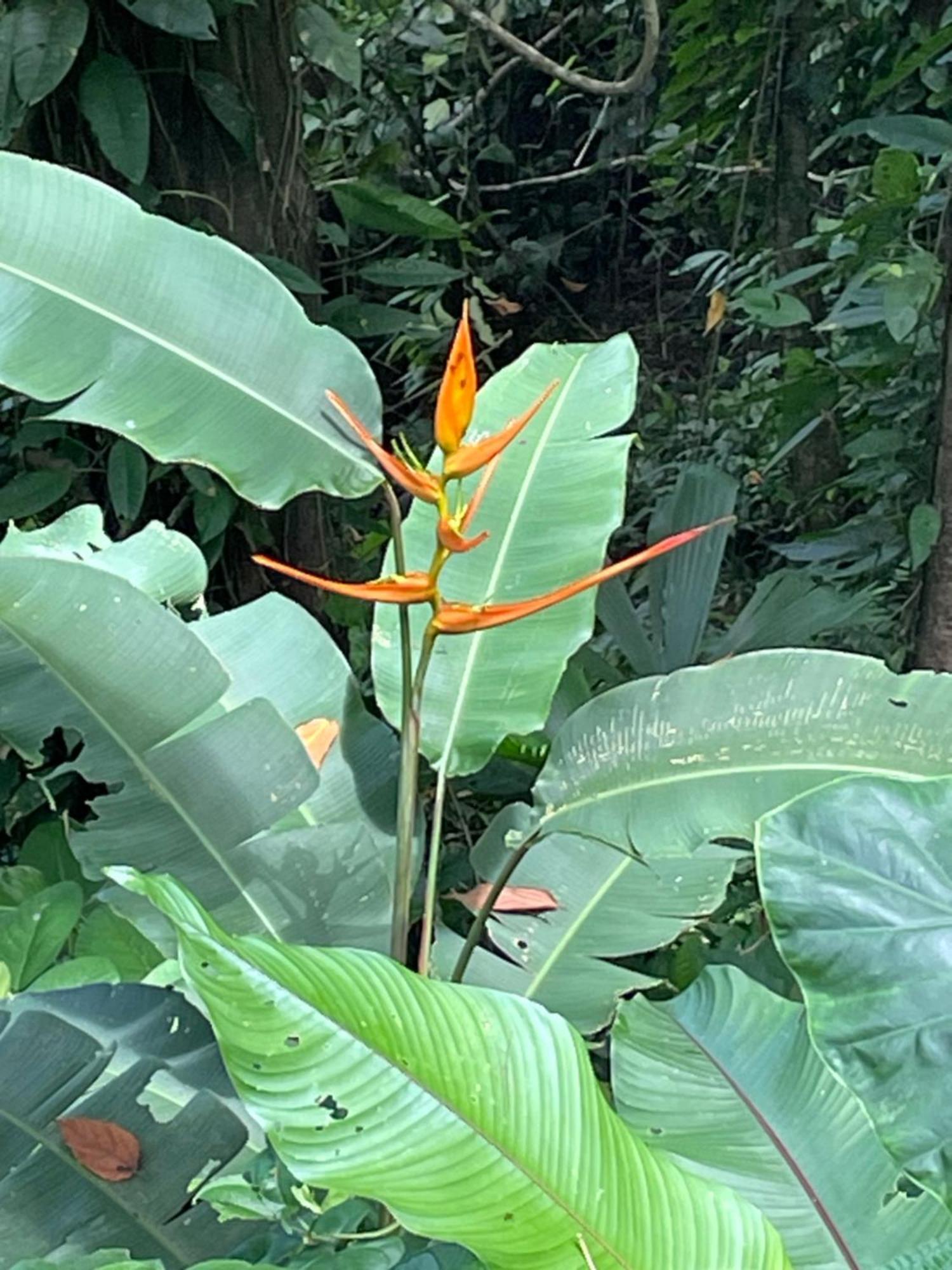 Papaya Wildlife Cahuita