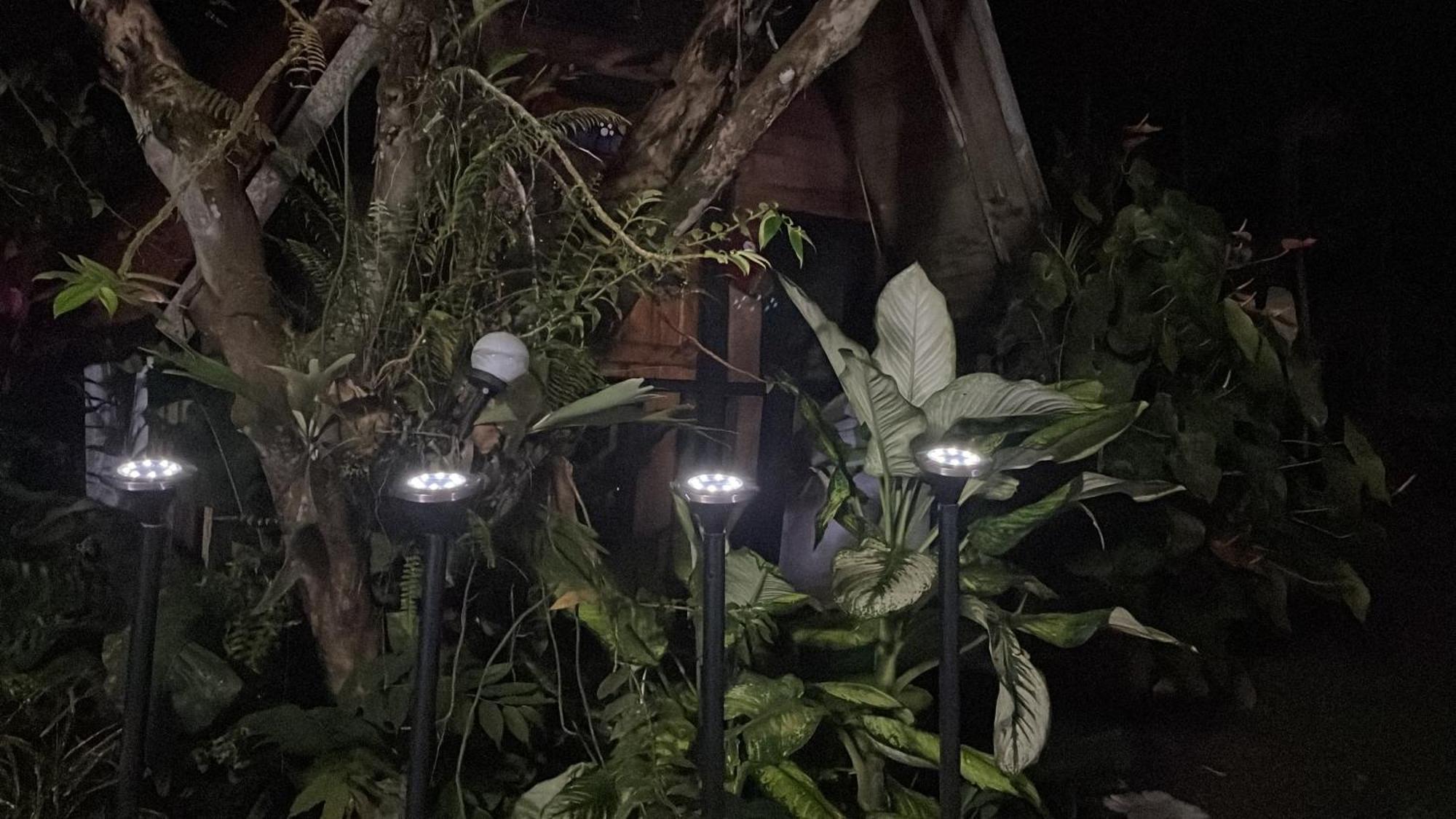 Papaya Wildlife