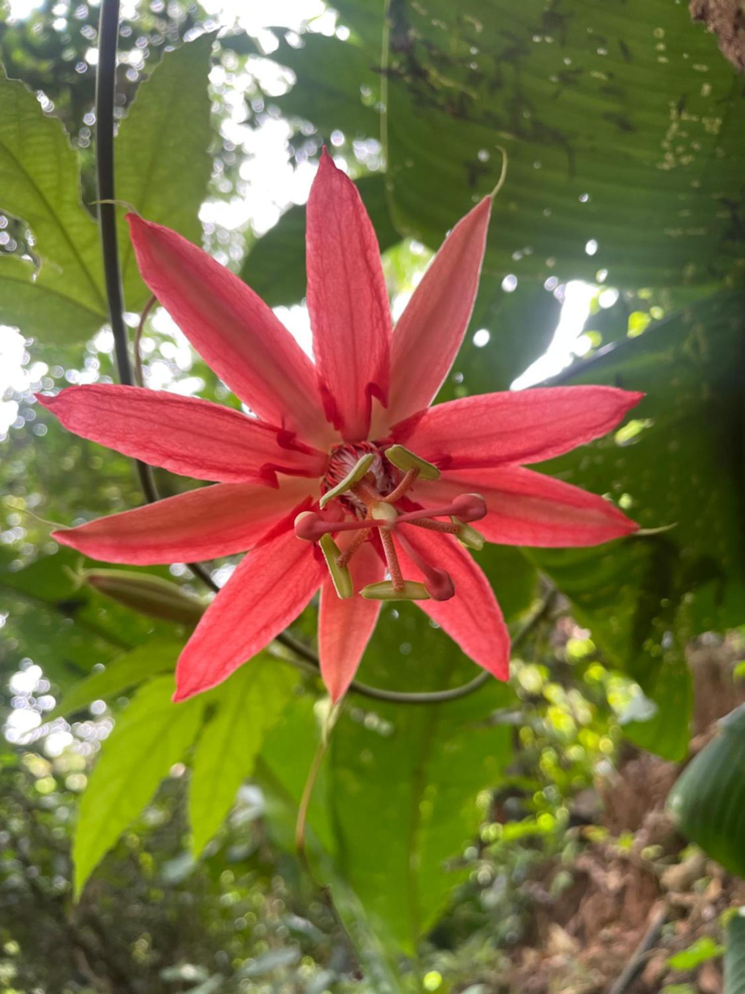 Papaya Wildlife