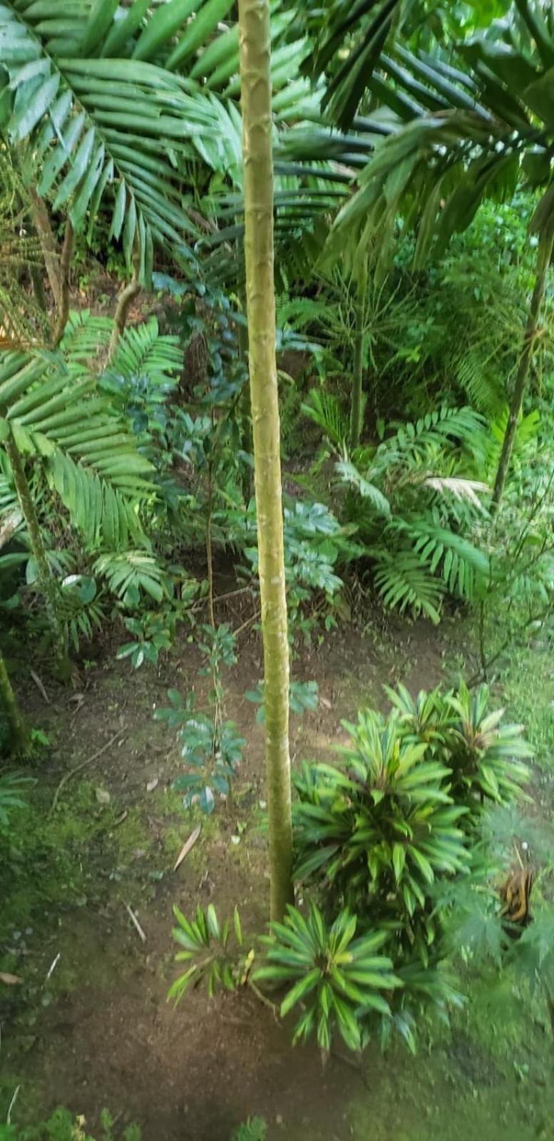 Papaya Wildlife Holiday home *